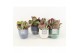 Kalanchoe thyrsiflora in expression keramiek 