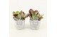Kalanchoe thyrsiflora in stone look pot 