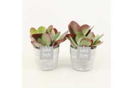 Kalanchoe thyrsiflora in stone look pot