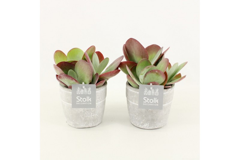 Kalanchoe thyrsiflora in stone look pot 