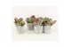 Kalanchoe thyrsiflora in stone look pot 