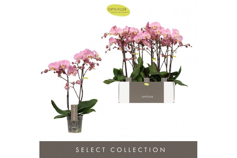 Phalaenopsis anthura padova 2 tak optistar 