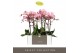 Phalaenopsis anthura padova 2 tak optistar 
