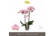 Phalaenopsis anthura padova 2 tak optistar 