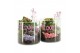Arrangementen kamerplanten 21729: Mothers day arrangement 2 pp 