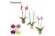 Phalaenopsis mix 2 tak, 16+ bloem - Liam keramiek - Nature World 