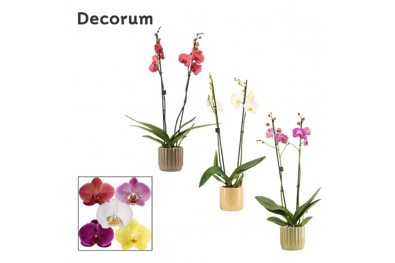 Phalaenopsis mix 2 tak, 16+ bloem - Liam keramiek - Nature World 