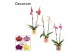 Phalaenopsis mix 2 tak, 16+ bloem - Lovely keramiek - Luxury World 