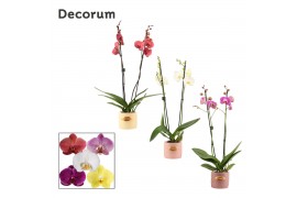 Phalaenopsis mix 2 tak, 16+ bloem - Lovely keramiek - Luxury World