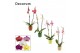 Phalaenopsis mix 2 tak, 16+ bloem - Naemi keramiek - Natural Bubble 