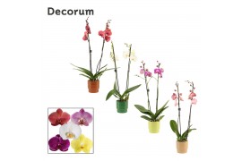 Phalaenopsis mix 2 tak, 16+ bloem - Naemi keramiek - Natural Bubble