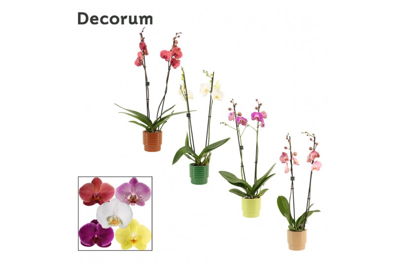 Phalaenopsis mix 2 tak, 16+ bloem - Naemi keramiek - Natural Bubble 