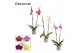 Phalaenopsis mix 2 tak, 16+ bloem - Nine keramiek - Bubblicious 