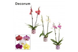 Phalaenopsis mix 2 tak, 16+ bloem - Nine keramiek - Bubblicious