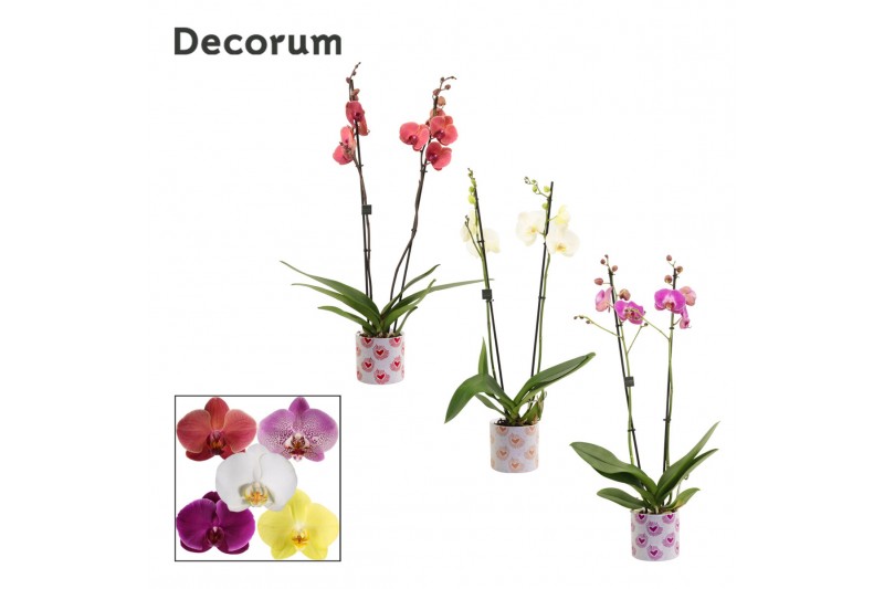 Phalaenopsis mix 2 tak, 16+ bloem - Nine keramiek - Bubblicious 