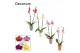 Phalaenopsis mix 2 tak, 16+ bloem - Carly keramiek - Craft World 