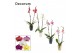 Phalaenopsis mix 2 tak, 16+ bloem - Carly keramiek - Neo Architect 