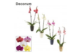 Phalaenopsis mix 2 tak, 16+ bloem - Carly keramiek - Neo Architect
