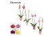 Phalaenopsis mix 2 tak, 16+ bloem - Dua Lipa keramiek - Party Love 
