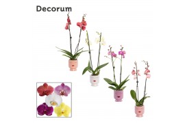 Phalaenopsis mix 2 tak, 16+ bloem - Dua Lipa keramiek - Party Love
