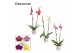 Phalaenopsis mix 2 tak, 16+ bloem - Estelle keramiek - Craft World 