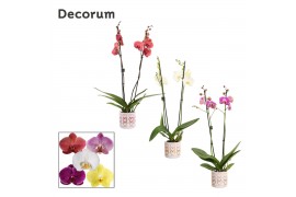 Phalaenopsis mix 2 tak, 16+ bloem - Estelle keramiek - Craft World