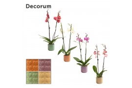 Phalaenopsis mix 2 tak, 16+ bloem - Kaya keramiek - Craft World