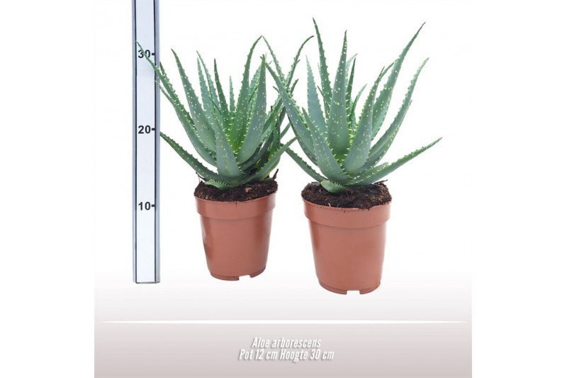 Aloe arborescens 