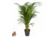 Dypsis lutescens 