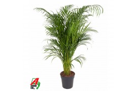 Dypsis lutescens
