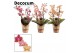 Phalaenopsis multiflora mix perfíum 2+ tak Decorum 