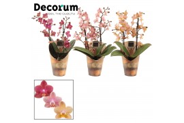 Phalaenopsis multiflora mix perfíum 2+ tak Decorum