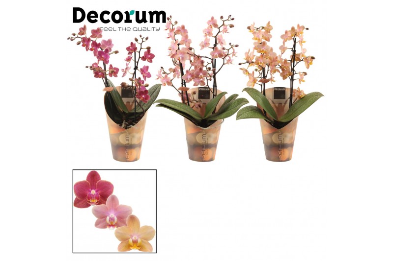 Phalaenopsis multiflora mix perfíum 2+ tak Decorum Phalaenopsis multiflora mix perfíum 2+ tak Decorum