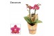 Phalaenopsis multiflora rood Perfium - 2 tak, 20+ bloem - Decorum 