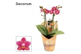 Phalaenopsis multiflora rood Perfium - 2 tak, 20+ bloem - Decorum