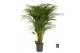 Dypsis lutescens 