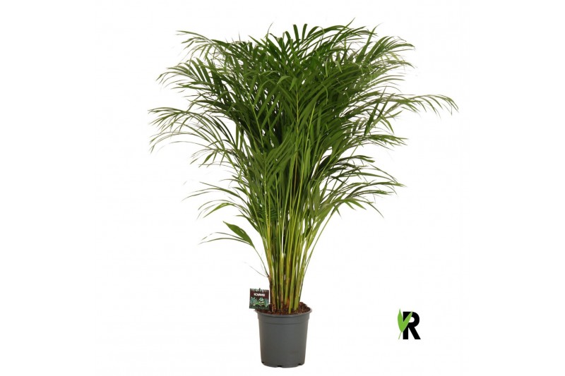 Dypsis lutescens 