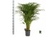 Dypsis lutescens 