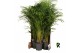 Dypsis lutescens 