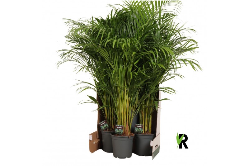 Dypsis lutescens 