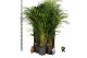 Dypsis lutescens 