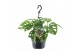 Monstera adansonii monkey leaf hangpot 