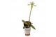 Paphiopedilum maudiae femma 