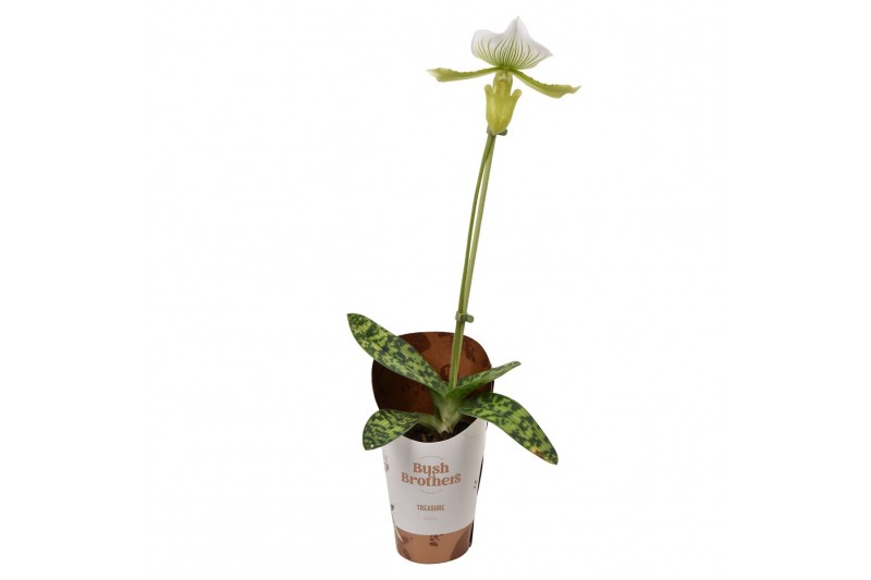 Paphiopedilum maudiae femma 