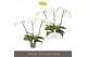 Phalaenopsis wit Theatro Classico - 3 tak, 24+ bloem 