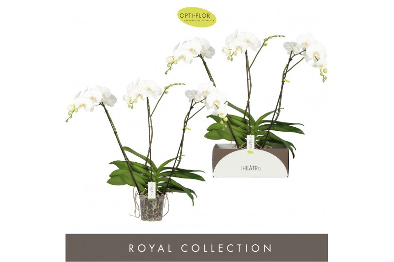 Phalaenopsis wit Theatro Classico - 3 tak, 24+ bloem 