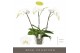 Phalaenopsis wit Theatro Classico - 3 tak, 24+ bloem 