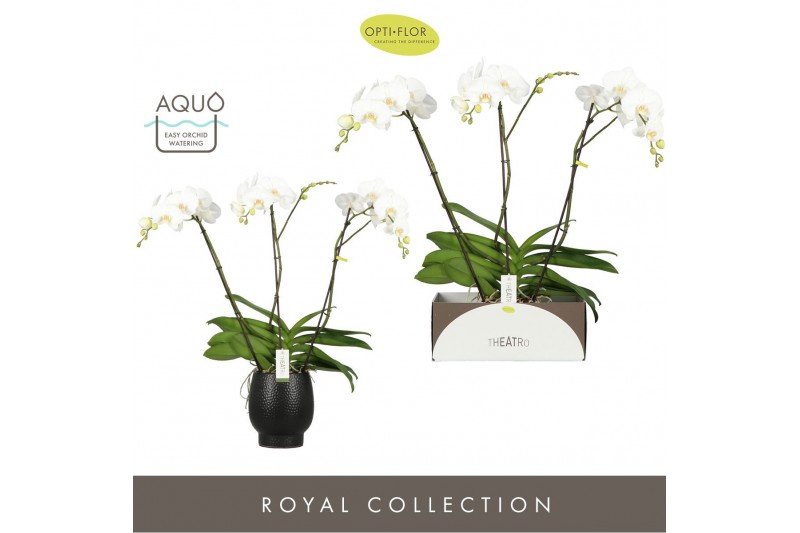 Phalaenopsis wit Theatro Classico - 3 tak, 24+ bloem - Abruzzo Black A 
