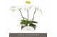 Phalaenopsis wit Theatro Classico - 3 tak, 24+ bloem - Abruzzo Black A 