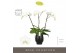 Phalaenopsis wit Theatro Classico - 3 tak, 24+ bloem - Abruzzo Black A 